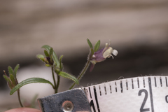 Chaenorhinum