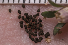 Chaenorhinum