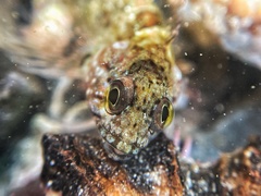 Clinus superciliosus