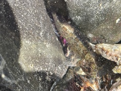 Clinus superciliosus