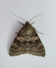 Catocala deducta