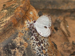 Neopithecops zalmora