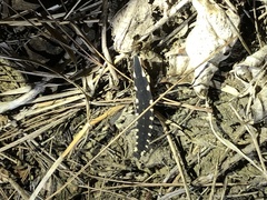 Pyrocoelia atripennis