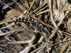 Pyrocoelia atripennis