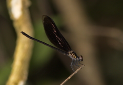 Euphaea masoni