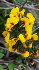 Sphaerolobium alatum