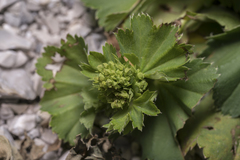 Alchemilla demissa