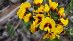 Sphaerolobium alatum