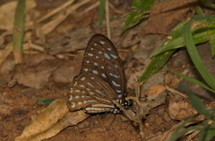 Graphium megarus
