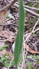 Sphaerolobium alatum