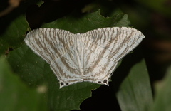 Micronia aculeata