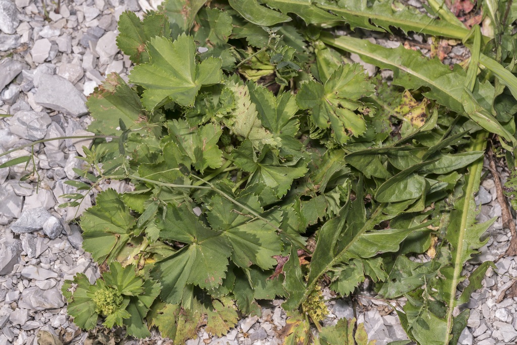 Alchemilla demissa