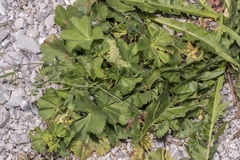 Alchemilla demissa