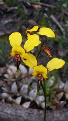 Diuris amplissima
