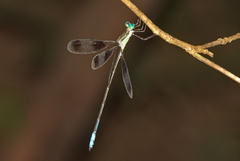 Orolestes octomaculatus