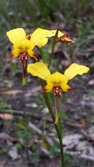 Diuris amplissima