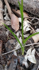 Diuris amplissima