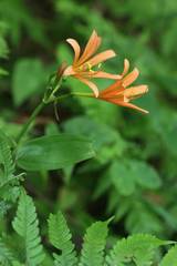 Lycoris sanguinea