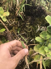 Isachne distichophylla