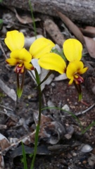 Diuris amplissima