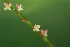 Persicaria filiformis