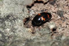 Glischrochilus japonius