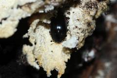 Aulacocheilus sibiricus