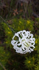 Pimelea ciliata