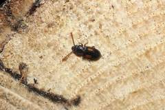 Laemophloeus submonilis