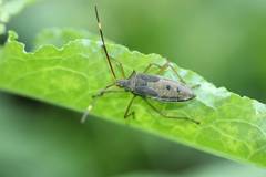 Paradasynus spinosus