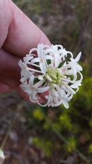 Pimelea ciliata