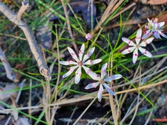 Colchicaceae