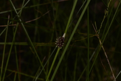 Chorizandra cymbaria