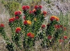 Leucospermum praecox