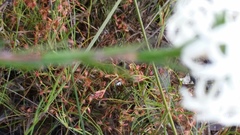 Pimelea ciliata