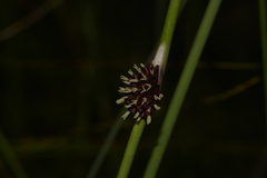 Chorizandra cymbaria