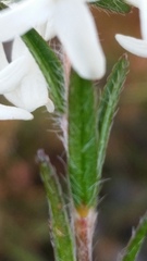 Pimelea ciliata