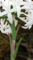 Pimelea ciliata