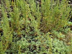 Artemisia campestris maritima