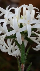 Pimelea ciliata