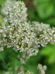 Lepidium latifolium