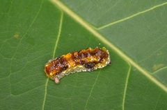 Phauda flammans