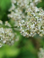Lepidium latifolium