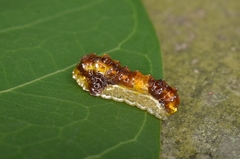 Phauda flammans