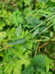 Lepidium latifolium
