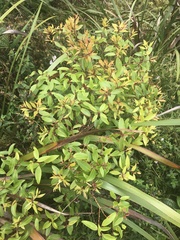 Metrosideros tremuloides