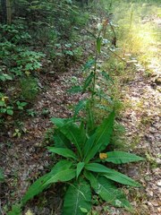 Cirsium helenioides
