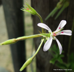 Pelargonium ranunculophyllum
