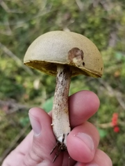 Xerocomus ferrugineus