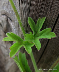 Pelargonium ranunculophyllum
